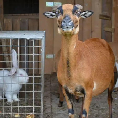 Dom Grinholc 住宿加早餐酒店 露米雅